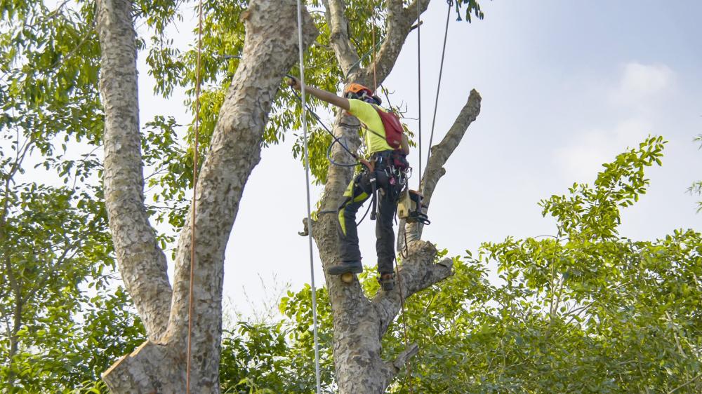 élagage d'arbres